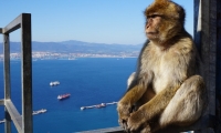 1 giorno di viaggio a Gibilterra con partenza da Armação de Pera